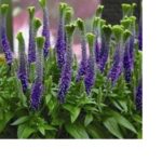 Veronica Special Spicata 'Christa' Perennial Plug Plants Pack x6