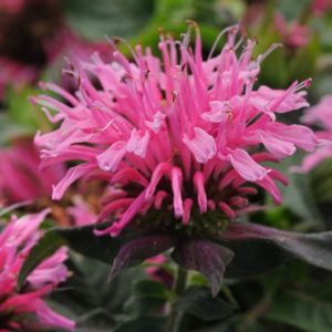 Monarda Balmy™ Pink Bergamont Perennial Aromatic Plug Plants Pack x6