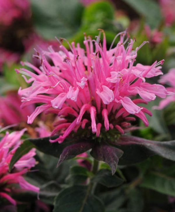 Monarda Balmy™ Pink Bergamont Perennial Aromatic Plug Plants Pack x6
