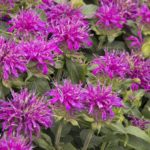 Monarda Balmy™ Lilac Bergamont Perennial Aromatic Plug Plants Pack x6