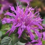 Monarda Balmy™ Lilac Bergamont Perennial Aromatic Plug Plants Pack x6