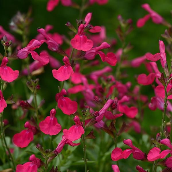 Salvia Greggii Mirage™ 'Hot Pink' Perennial Garden Plug Plants Pack x6