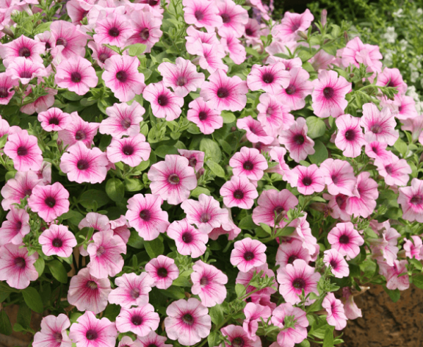 Petunia Trailing Surfinia "Pink Vein" Basket Plug Plants Pack x6