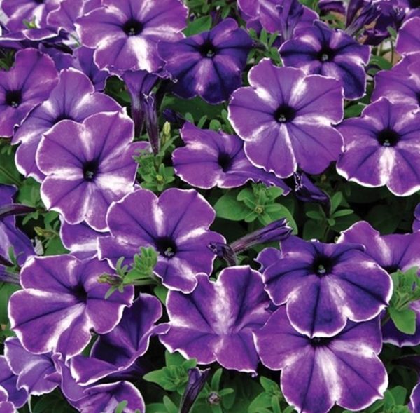 Petunia Semi Trailing Designer 'Ink Splash' Plug Plants Pack x6