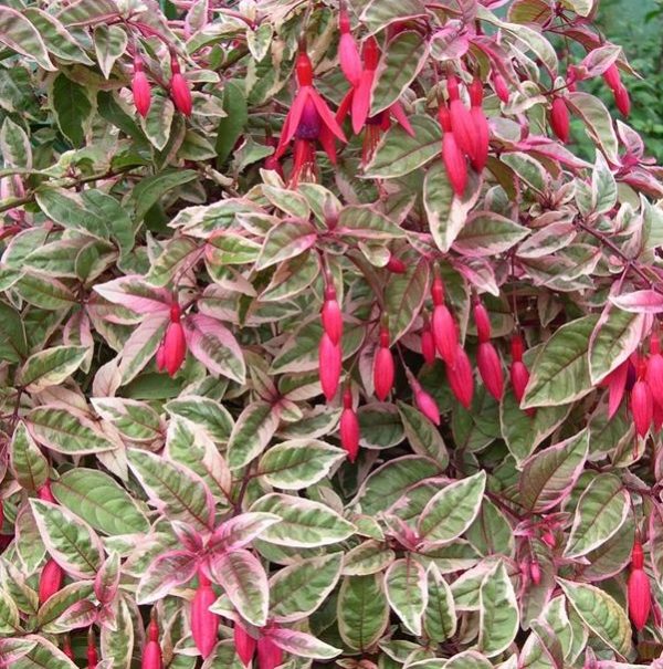 Fuchsia Hardy Bush 'Goldrush Sunray' Garden Plug Plants Pack x6