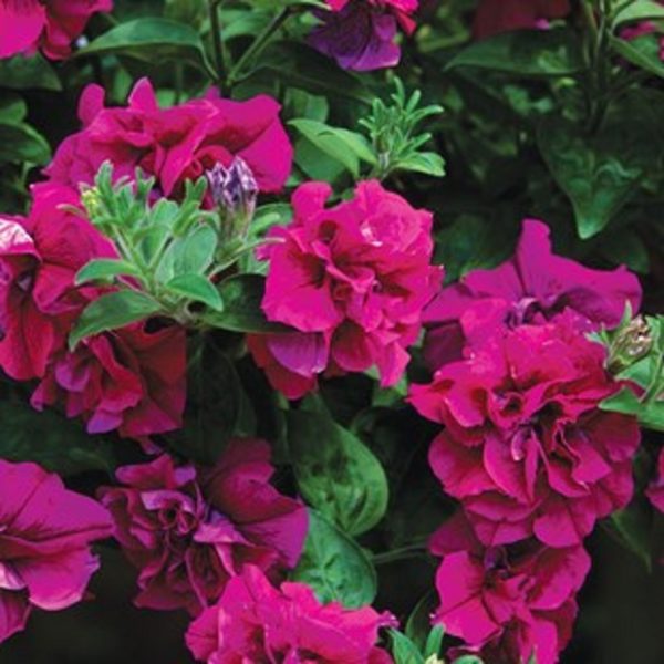 Petunia Trailing Double Tumbelina 'Savanna' Basket / Garden Plug Plants Pack x6