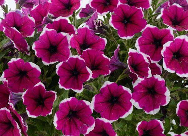 Pack x6 Petunia Trailing Cascadias Rim Cherry Summer Garden/Basket Plug Plants