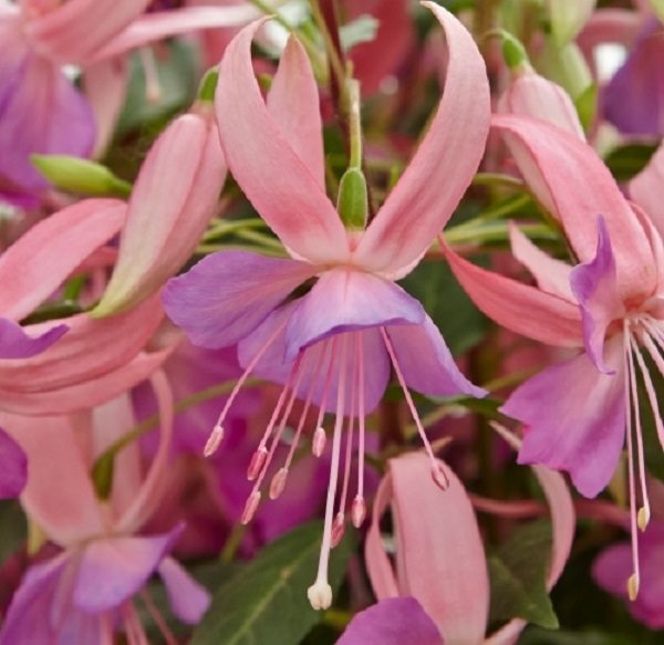 Fuchsia Trailing Hybrida Leonita Pink-Lilac Plug Plants Pack x6