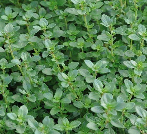 Thyme Citriodorus 'Limone' Perennial Herb Plug Plants Pack x6