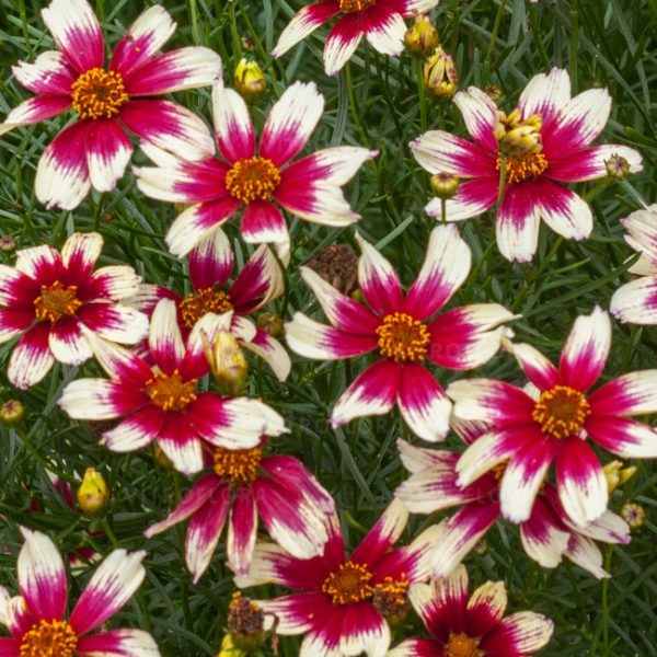 Coreopsis Verticillata Sunstar™ Rose Perennial Plug Plants Pack x6