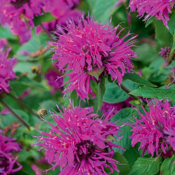 Monarda 'Knight Purple' Bergamont Perennial XXL Supersize Plug Plants Pack x3