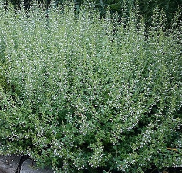 Calamintha ssp Nepeta Perennial Plug Plants Pack x6