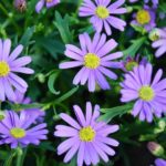 Brachyscombe Delight Dark Mauve Garden Basket Plug Plants Pack x6