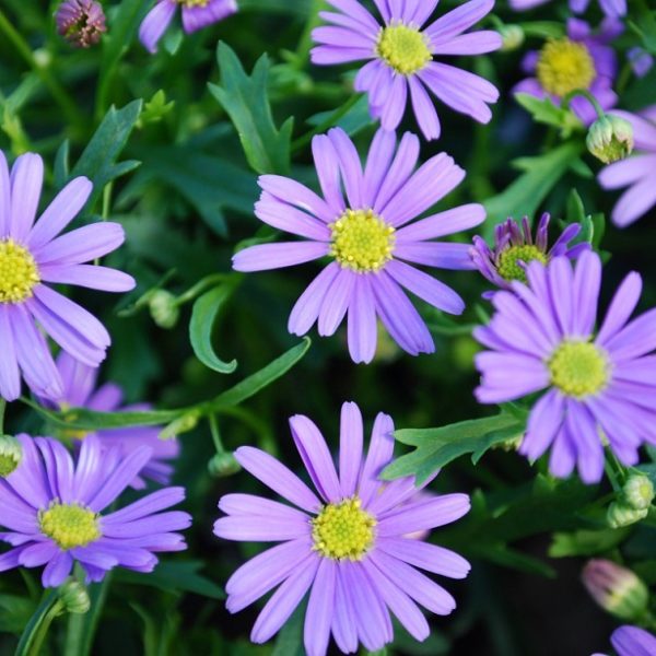 Brachyscombe Delight Dark Mauve Garden Basket Plug Plants Pack x6