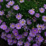 Brachyscombe Delight Dark Mauve Garden Basket Plug Plants Pack x6