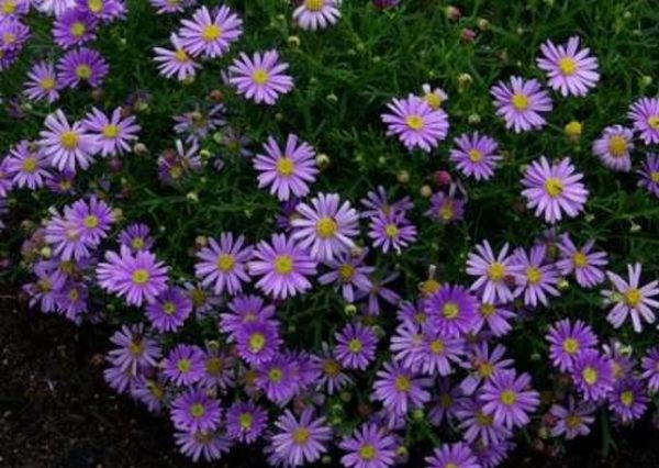 Brachyscombe Delight Dark Mauve Garden Basket Plug Plants Pack x6