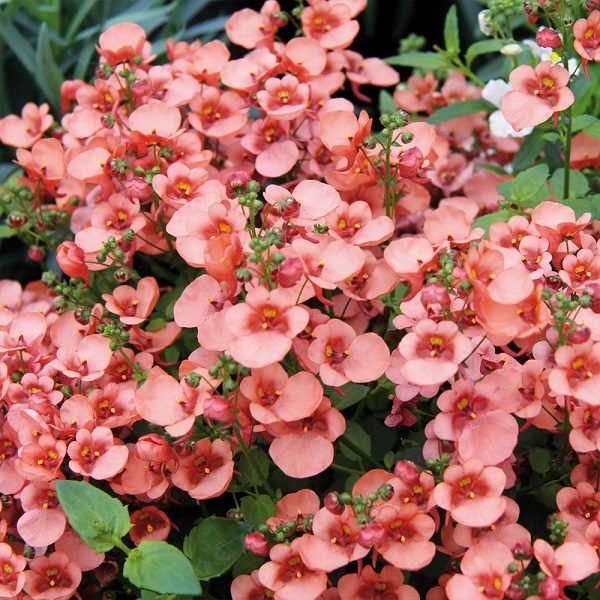 Diascia DivaraⓇ 'Giga Salmon' Garden & Basket Plug Plants Pack x6
