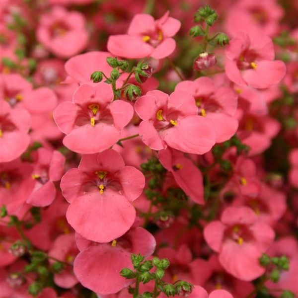 Diascia 'Little Dreamer' Garden Basket Plug Plants Pack x6