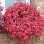 Diascia 'Little Dreamer' Garden Basket Plug Plants Pack x6
