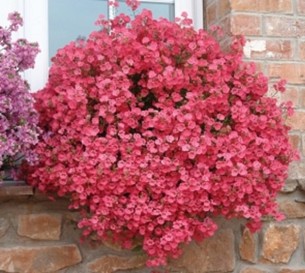 Diascia 'Little Dreamer' Garden Basket Plug Plants Pack x6