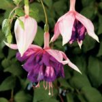 Fuchsia Trailing Giant 'Royal Mosaic' Plug Plants Pack x6