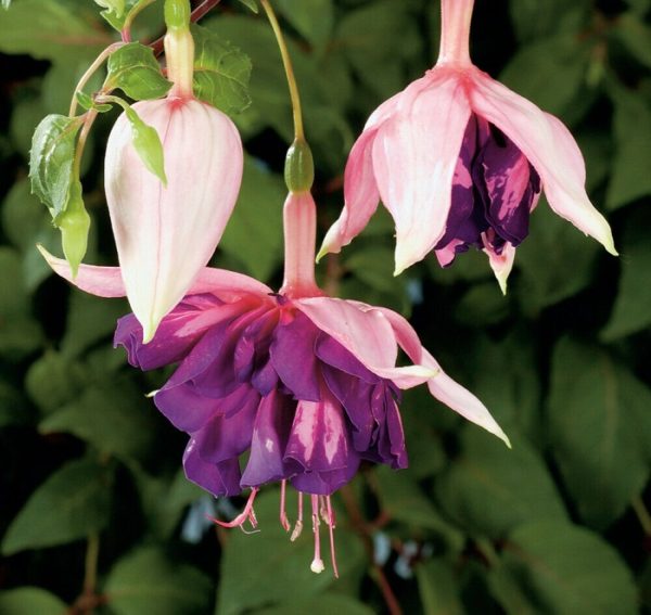 Fuchsia Trailing Giant 'Royal Mosaic' Plug Plants Pack x6