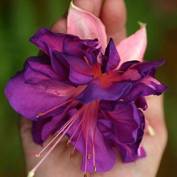 Fuchsia Trailing Giant 'Royal Mosaic' Plug Plants Pack x6