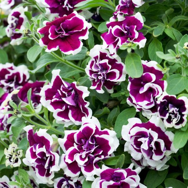 Petunia Trailing Tumbelina "Bella" Trailing Basket Plug Plants x6