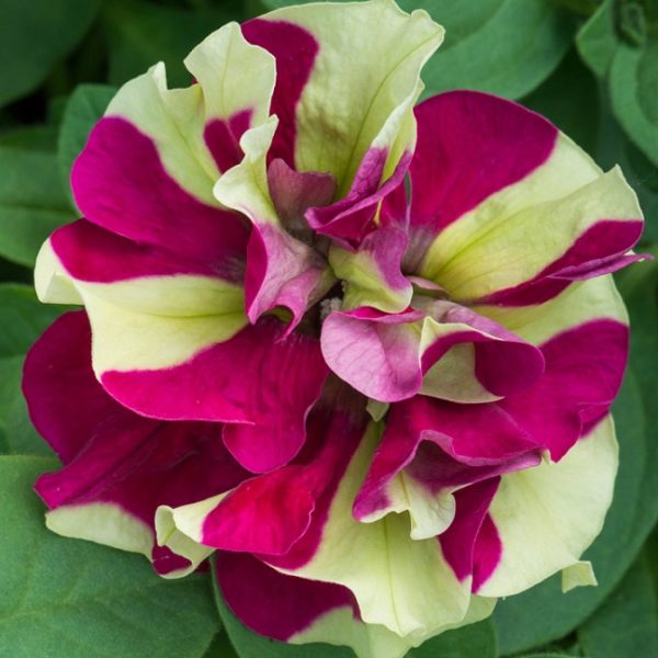 Petunia Trailing Tumbelina "Crazy Ripple" Trailing Basket Plug Plants x6