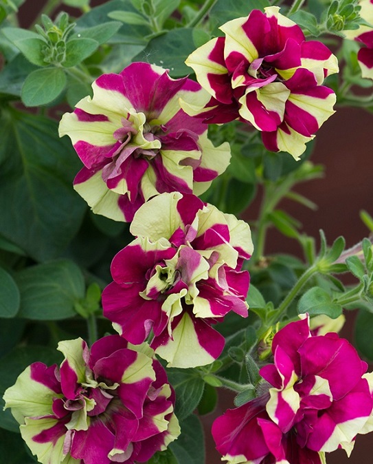 Petunia Trailing Tumbelina 