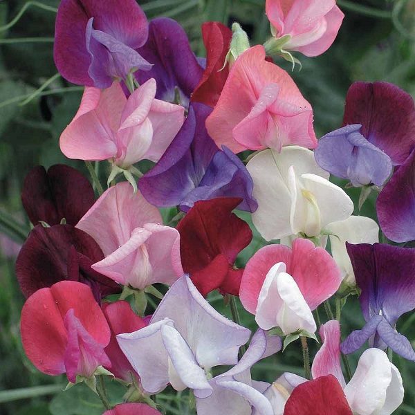 Sweet Peas Mixed Selection Plug Plants Pack x6