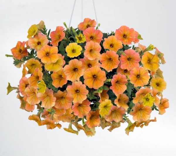 Petunia Trailing Cascadias™ Indian Summer Garden/Basket Plug Plants Pack x6