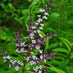 Lemon Verbena Freshman (Lippia Citriodora) Plug Plants Pack x6