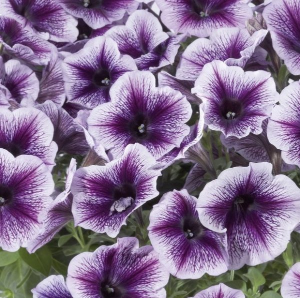 Petunia Trailing Pegasus® Purple Vein Plug Plants NEW VARIETY Pack x6
