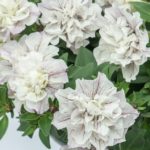 Petunia Trailing Tumbelina "Margarita" Trailing Basket Plug Plants x6