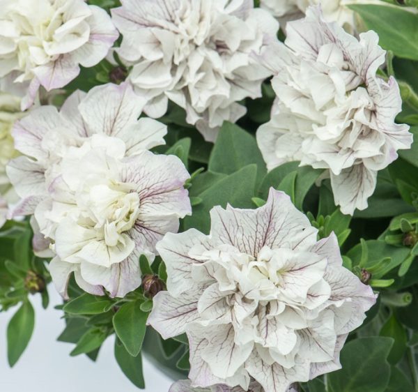 Petunia Trailing Tumbelina "Margarita" Trailing Basket Plug Plants x6