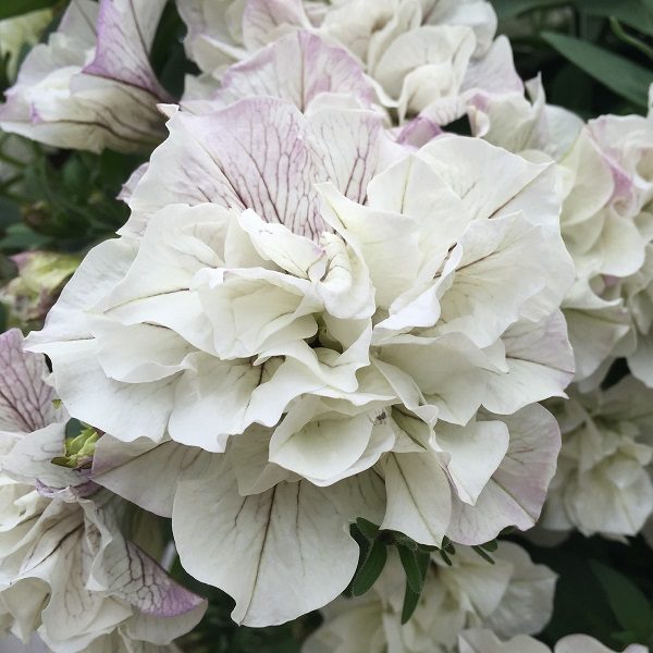 Petunia Trailing Tumbelina "Margarita" Trailing Basket Plug Plants x6