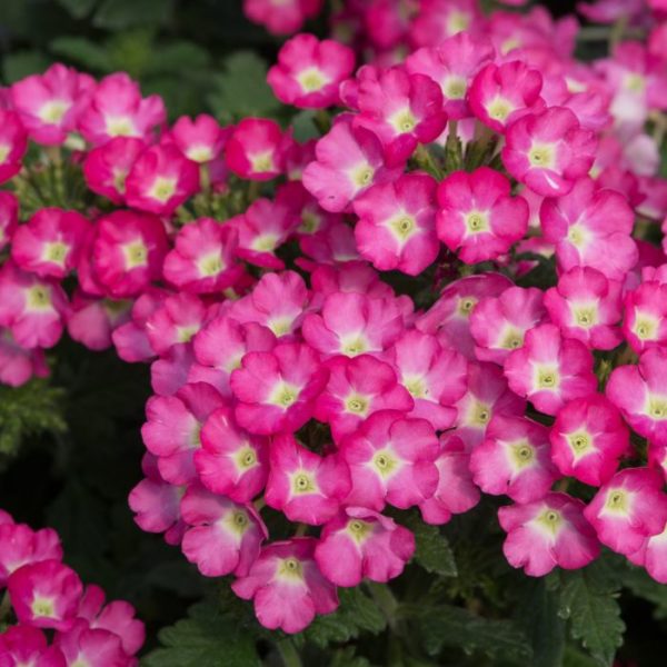 Verbena Trailing Showboat 'Neon Pink' Basket / Garden Trailing Plug Plants Pack x6
