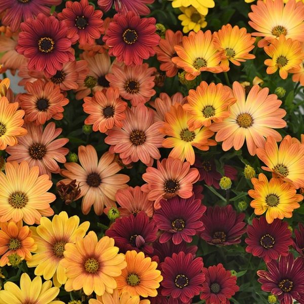 Osteospermum Cape Daisy F1 Akila 'Sunset Shades' Plug Plants Pack x6