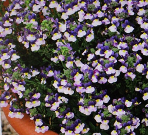 Nemesia Sundae 'Blueberry Ice' Summer Garden / Basket Plug Plants Pack x6