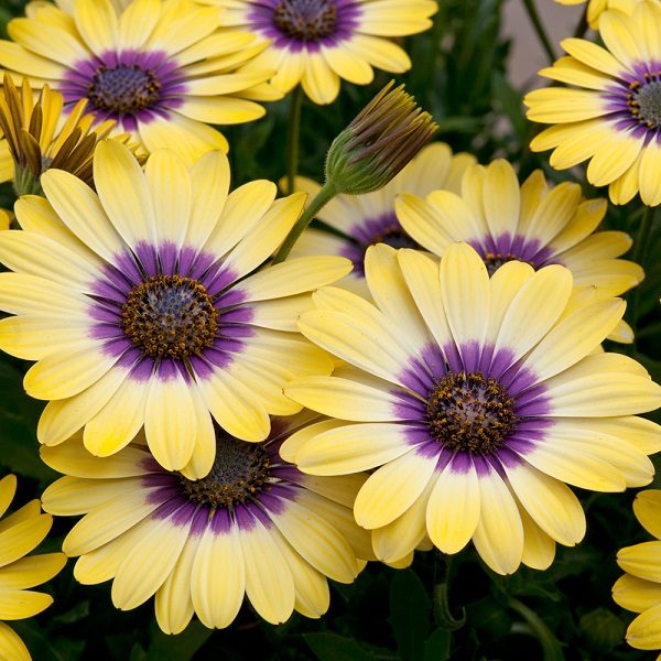 Osteospermum Cape Daisy 'Serenity Blue Eye Beauty' Plug Plants Pack x6