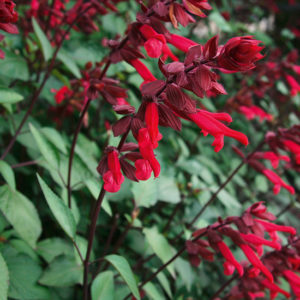 Salvia 'Salmia Purple Dark' Plug Plants Pack x6
