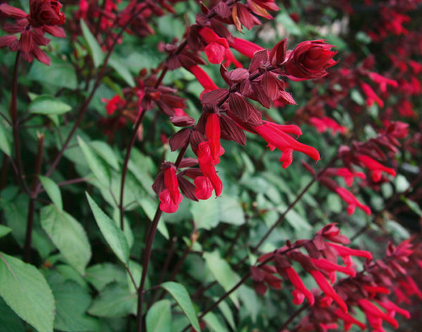 Salvia 'Salmia Purple Dark' Plug Plants Pack x6