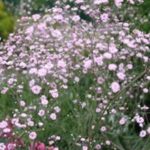 Gypsophila Paniculata Pink Festival Star Perennial 100mm Pot Plants Pack x3 SPECIAL