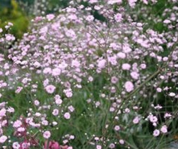 Gypsophila Paniculata Pink Festival Star Perennial 100mm Pot Plants Pack x3 SPECIAL