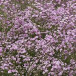 Gypsophila Paniculata Pink Festival Star Perennial 100mm Pot Plants Pack x3 SPECIAL