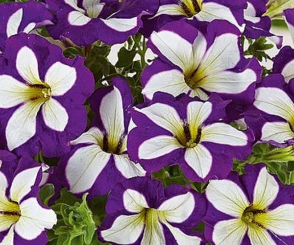 Petunia Trailing Pegasus® Patio Blue Star Plug Plants Pack x6