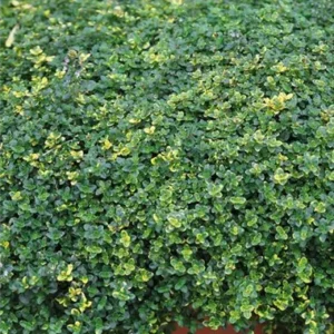 Thyme Citriodorus Summerdreams® Lemon Cascata Perennial Herb Plug Plants Pack x6