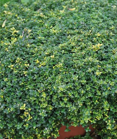 Thyme Citriodorus Summerdreams® Lemon Cascata Perennial Herb Plug Plants Pack x6