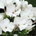 Phlox Paniculata Adessa® 'White' Perennial Garden Plug Plants Pack x6